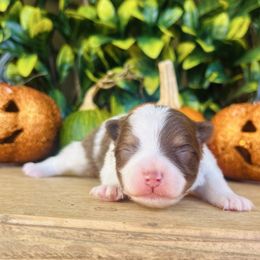 Hickory - Chocolate parti male Pomeranian puppy in Buck Valley, Pennsylvania from Buck Valley Pomeranians