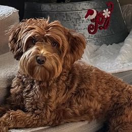 Georgia - Goldendoodle