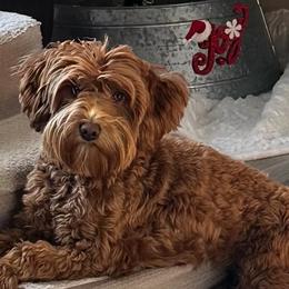 Georgia - Goldendoodle