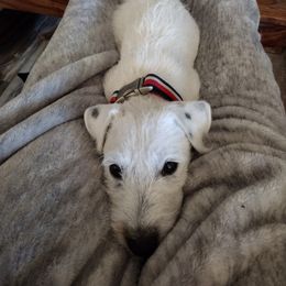 Imogene - Parson Russell Terrier