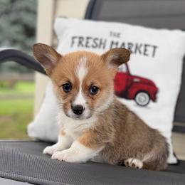 Brew - Red male Pembroke Welsh Corgi puppy in Rose, Nebraska from Clearsky Corgis