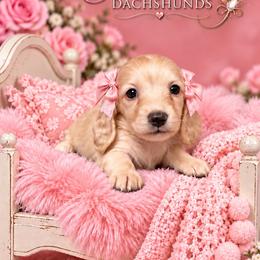 Blakely - Cream female Dachshund puppy in Mountainburg, Arkansas from Charisma Dachshunds
