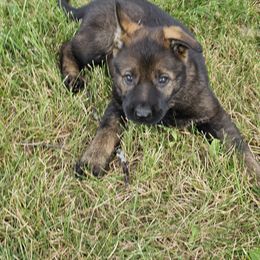 German Shepherd Puppies from Von Thomson Haus