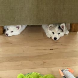 Pomsky Puppies from Granite State Pomskies