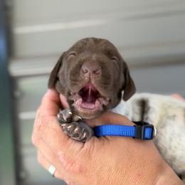 Brownie - Liver roan male German Shorthaired Pointer puppy in Six Mile, South Carolina from The Proper Pointer Co.
