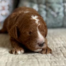 Tybee - Red male Cavapoo puppy in Beckley, West Virginia from By Design Doodles
