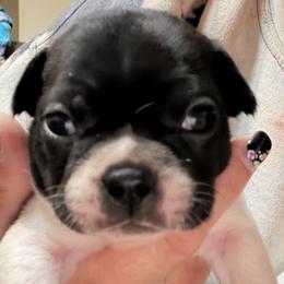 Milo - Black and white female Boston Terrier puppy in Owensville, Missouri from Country Charm Boston's