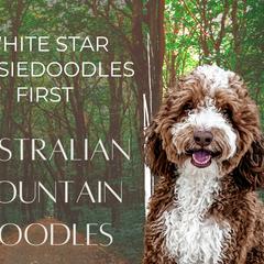 Aussiedoodles, Australian Shepherds, Double Doodles, Maremma Sheepdogs, and Poodles from White Star Acres