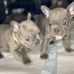 French Bulldog Puppies from Fabled Frenchies