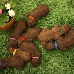 Girl 2 - Red  female Poodle puppy in Mc Henry, Illinois from Sunset Maple Poodles