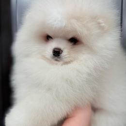 Tia - Cream female Pomeranian puppy in Glendale, Arizona from Sun Flower Pom