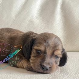 Draco - Cream male Dachshund puppy in Peyton, Colorado from Dachshund Universe