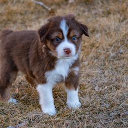 Spalding - Red tri male Miniature Australian Shepherd puppy in Blackfoot, Idaho from Bellewynd Acres
