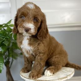 Neo - Caramel male Australian Labradoodle puppy in Elk Grove, California from Sacto Labradoodles
