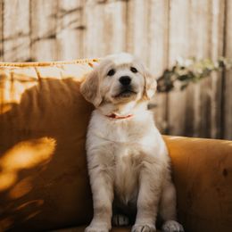 Golden Retriever Puppies from Rosemary Goldens