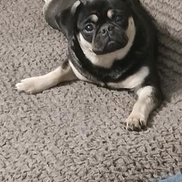 Pug All Grown Up from Loda's Pugs