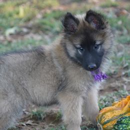 Aiden - Mahogany and black male Belgian Tervuren puppy in South Point, Ohio from Aftershock Belgians