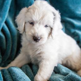 Aussiedoodle and Goldendoodle Puppies from Goldendoodledoo