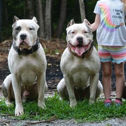 American Bullies and Labrador Retrievers from RBR Kennel-Ross Bullies & Retrievers