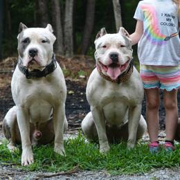 American Bullies and Labrador Retrievers from RBR Kennel-Ross Bullies & Retrievers