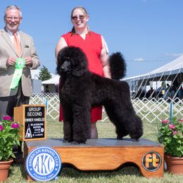Mercury - Poodle