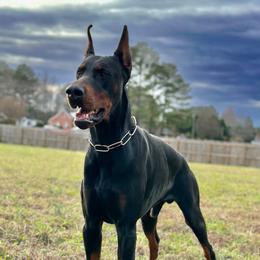 Bosko - Doberman Pinscher