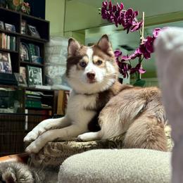 Sol - Pomsky