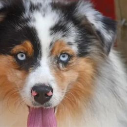 Blu - Miniature Australian Shepherd