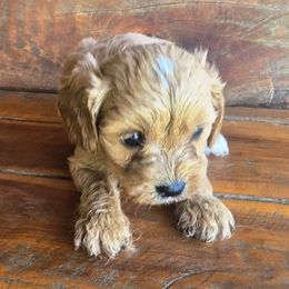 Buttercup - Apricot female Cavapoo puppy in Lebanon, Kentucky from Mosaic Merle Doodles