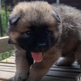 Ace - Black Collar - Red male Eurasier puppy in Lakewood, Ohio from Exquisite Eurasier
