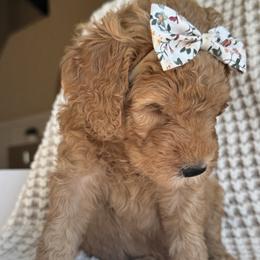 Pearl - Apricot female Goldendoodle puppy in Gilbert, Arizona from DogHouse Doodles