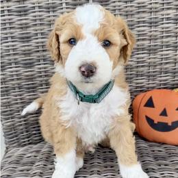 Pumpkin - Red male Bernedoodle puppy in Springville, Utah from Oodles of Bernedoodles