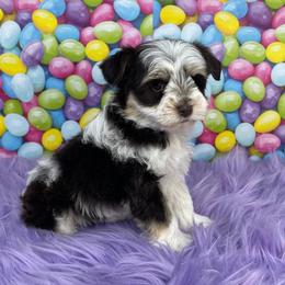 Risen - Liver female Miniature Schnauzer puppy in Cypress, Texas from Brady's Birddogs