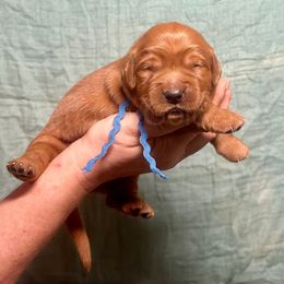 The Skipper (Gilligan's Island Litter) - Dark golden Golden Retriever puppy in Argyle, Texas from Skarlotte Goldens, LLC