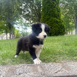 Zeus - Black and white male Border Collie puppy in Chattanooga, Tennessee from Ross Vegas Kennels