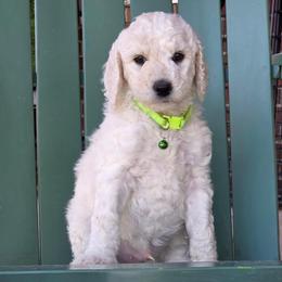 Casper - White male Poodle puppy in Aurora, Colorado from Simply Amazing Doodles
