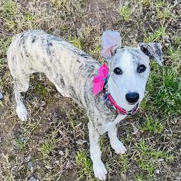 Whippet Puppies from Smithfield Park