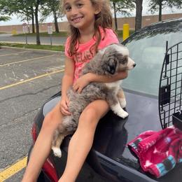 Miniature Australian Shepherd and Toy Australian Shepherd Puppies from Sapphire Stables