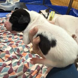Black and White Pie - Black and white female Great Dane puppy in Greenville, South Carolina from Allen’s Ridge Ranch