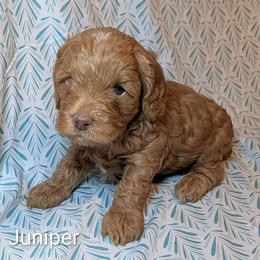 Juniper - Buff male Cockapoo puppy in Sunset, Louisiana from Cano Cockapoos