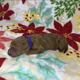 Purple Collar Girl - Red  female Goldendoodle puppy in Pasadena, Texas from Knightsbane Standard Poodles