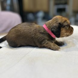 Pink-Winifred - Cream female Dachshund puppy in Greenfield, Indiana from Thompson's Prairie Pride