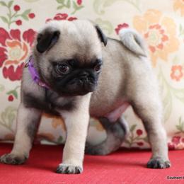 Goose - Fawn male Pug puppy in Winnsboro, Texas from Southern pugs
