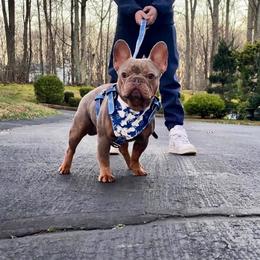 Legend - Tricolors male French Bulldog puppy in Millstone Township, New Jersey from Couture_frenchies_and_pomeranian
