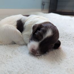 Aussiedoodle Puppies from Fur Hollow Puppies