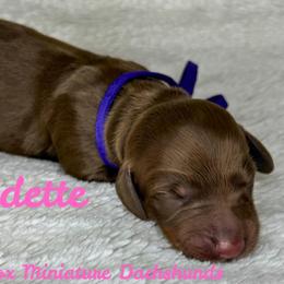 Bernadette - Chocolate and tan female Dachshund puppy in Noble, Oklahoma from Marissa's Dachshunds (BooneDox Mini Dachshunds)
