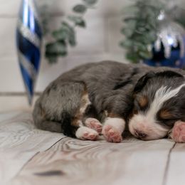 Fuji - Blue merle female Bernedoodle puppy in Eureka, Illinois from Joley Aire Family Dogs