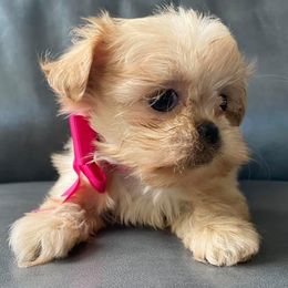 Yorkshire Terriers from Maggie’s babies