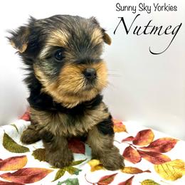 Nutmeg - Black and tan female Yorkshire Terrier puppy in Owatonna, Minnesota from Sunny Sky Yorkies