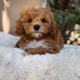 Cupcake - Apricot female Cavapoo puppy in Arlington, Texas from Van Haselen Poodles and Doodles